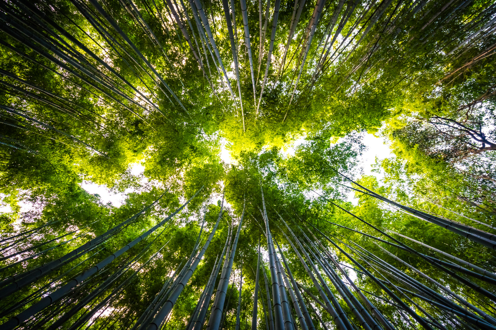 Ecologique