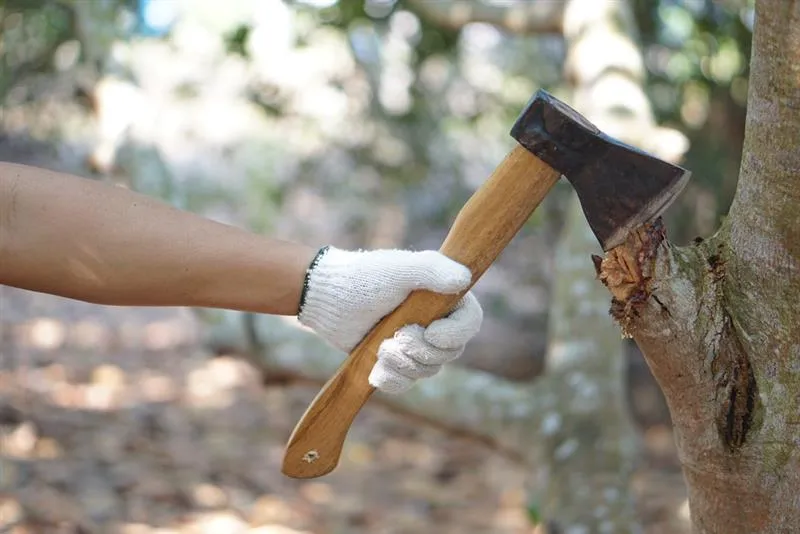 Quelle autorisation pour abattre un arbre ?