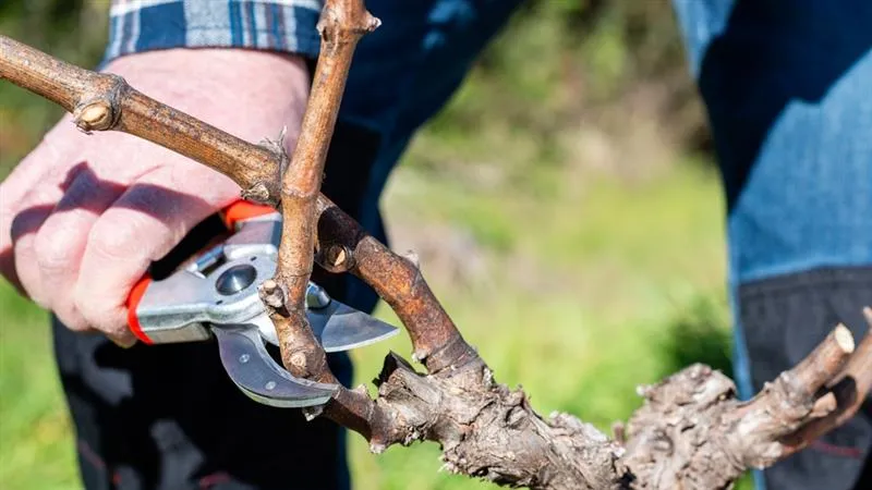 Quel outil pour couper des branches en hauteur