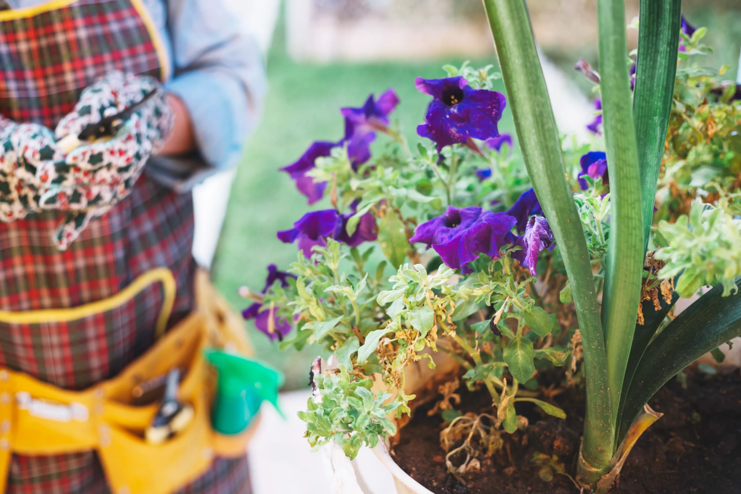 Les plantes destinées à la permaculture